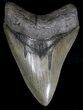 Serrated Megalodon Tooth - South Carolina #18350-1
